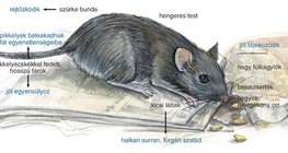 Az egér felépítése