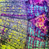 Cross section of tilia bark (stained, with coloured background)