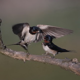 Barn swallow