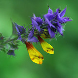 Kéküstökű csormolya