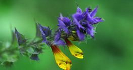 Kéküstökű csormolya