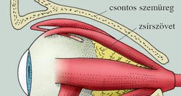 A szemgolyó elhelyezkedése a szemüregben