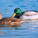 The mallard is the ancestor of the domestic duck