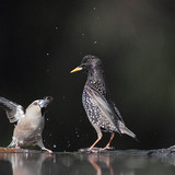 Hawfinch and Starling