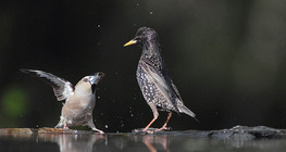 Meggyvágó és seregély