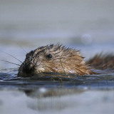 Muskrat swimming