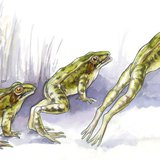 青蛙的跳躍技能