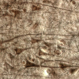 Human cerebral cortex with giant pyramidal cells