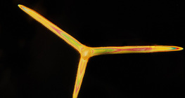 Szivacs váztűk (Nagy mészszivacs, Leuconia solida)