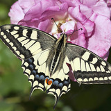 Common yellow swallowtail