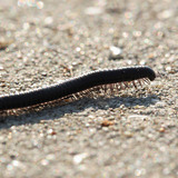 Millipede