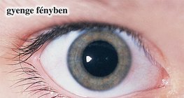 A pupilla gyenge fényben