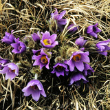 Greater pasque flower