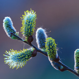 Catkins on a willow