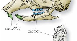 A vándorpatkány koponyája, fogazata