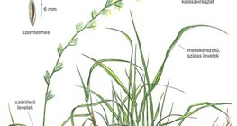 Az angolperje felépítése