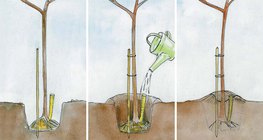 Facsemete helyes ültetésének módja