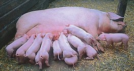 Malacait szoptató anyakoca