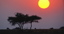 Napfelkelte a szavanna felett