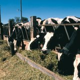 Szarvasmarhák etetése az USA nyugati részén 