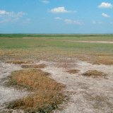 Elszikesedett talaj a Hortobágyon