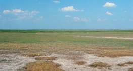Elszikesedett talaj a Hortobágyon