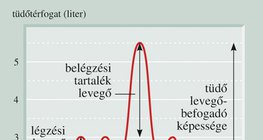 A légzőszervünkben percenként cserélődő levegő mennyisége