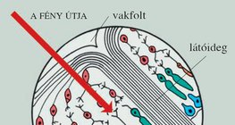 Az ideghártya felépítése