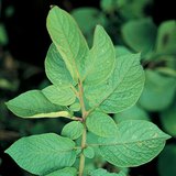 Leaves of a potato