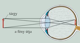 Fordított, kicsinyített kép keletkezése az ideghártyán