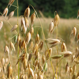 Oat