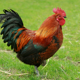 Cock