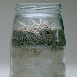 Observing earthworms