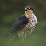 Eurasian sparrowhawk