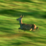 Deer running