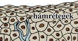 Többrétegű, el nem szarusodó hám