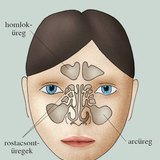 Az orrmelléküregek