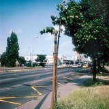 Betonkörnyezetben ültetett fa