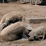 Mangalica