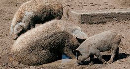 Mangalica