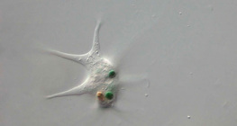 Az óriásamőba bekebelez egy baktériumot