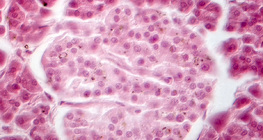 Hasnyálmirigy (fáziskontraszt felvétel) - a Langerhans-sziget sejtjei halványabbak