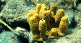 Spužva s kalcijevim karbonatnim kosturima