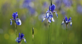 Szibériai nőszirom