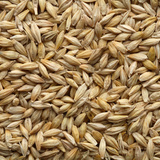 Barley