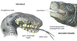 A mocsári teknős és a vízi sikló összehasonlítása