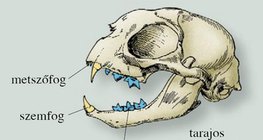 A házi macska és a kutya koponyája, fogazata