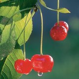 Sour cherry