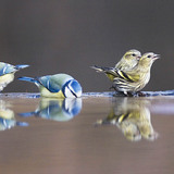 Blue tits and Yellowhammers