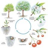 A cseresznye életciklusa